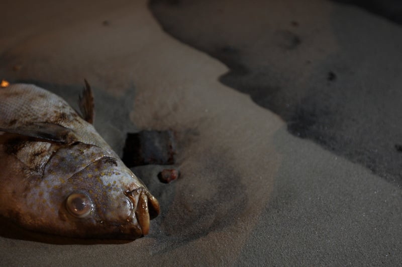 於2013年,泰國羅勇府奧普爾海灘發生大型漏油事故,無數海洋生物受影響。© Roengrit Kongmuang / Greenpeace