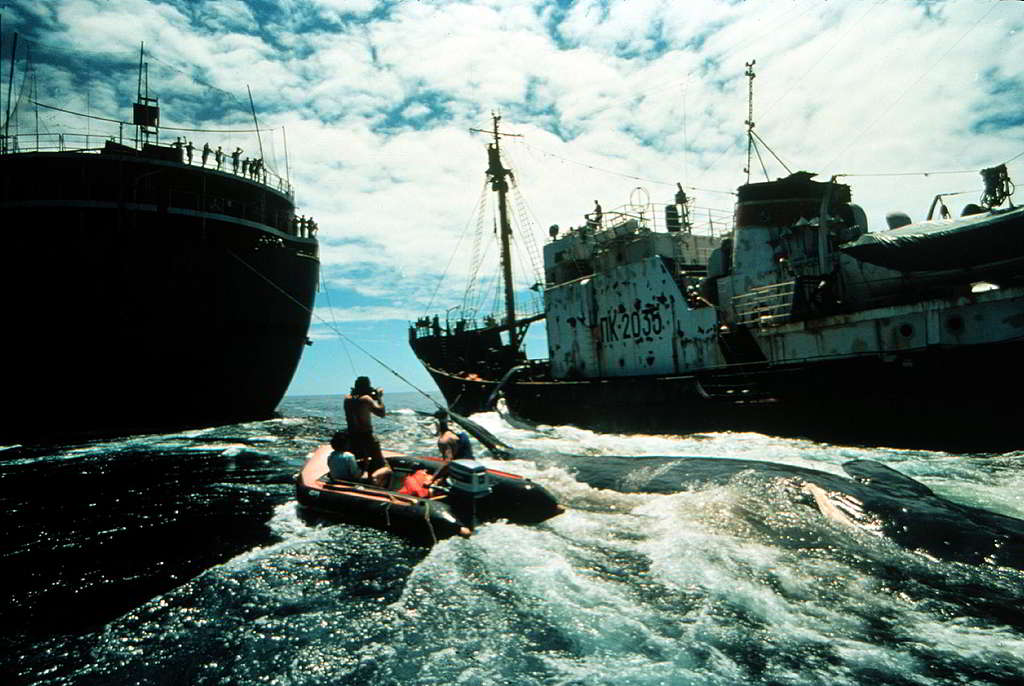 1976年6月，綠色和平成員乘坐橡皮艇駛至兩艘前蘇聯捕鯨船之間，上前阻止捕鯨作業。 © Greenpeace / Rex Weyler