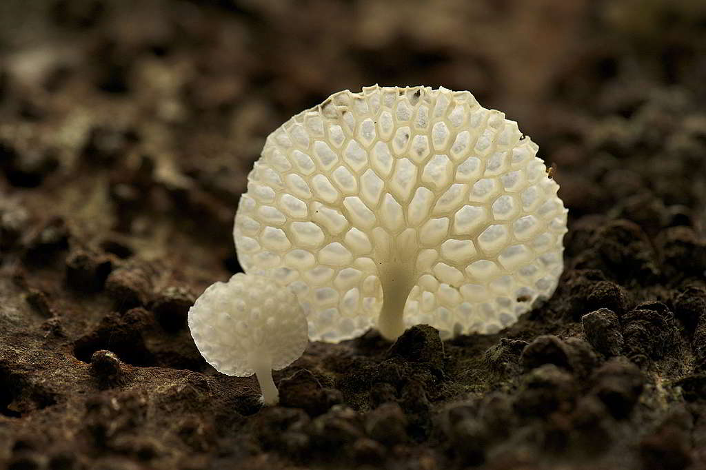 在巴西亞馬遜發現的菌類，外貌猶如撐開一把小傘。© Markus Mauthe / Greenpeace