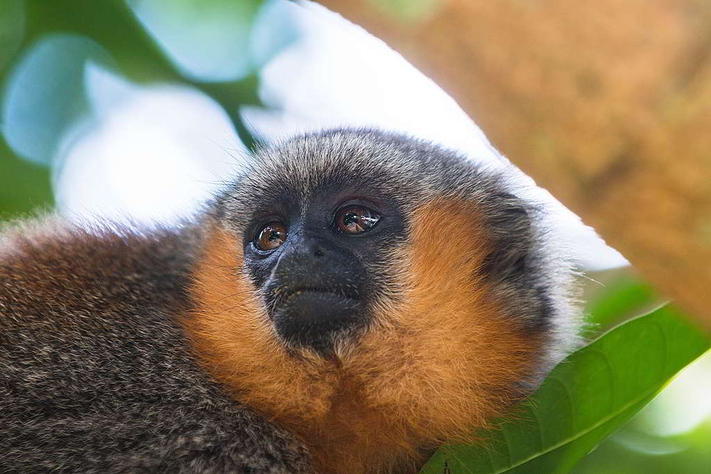 彌爾頓伶猴（Milton’s Titi）於2014年才獲鑑定為新品種，感激我們有幸遇見之餘，去年調查顯示其棲息地方圓數十公里範圍內，竟有數以百處火災熱點肆虐。 © Valdemir Cunha / Greenpeace