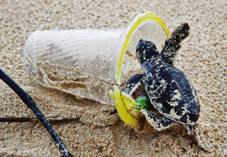 飽受塑料污染的印尼蘇門答臘島上，一隻小綠海龜與即棄飲品杯為鄰；而實現循環經濟模式，則有助我們重新審視「即棄文化」。 © Paul Hilton / Greenpeace