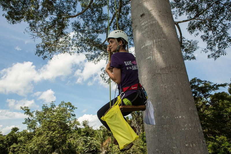 Alice Braga 2016年為守護亞馬遜，在Sawré Muybu地區爬上木棉樹，支持原住民反對興建水壩。© Fábio Nascimento / Greenpeace