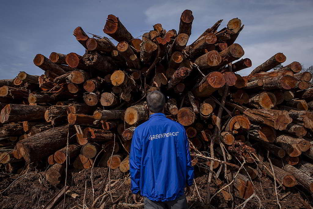 泥炭地森林遭受印尼造紙巨擘PT Riau Andalan破壞。 © Ulet Ifansasti / Greenpeace