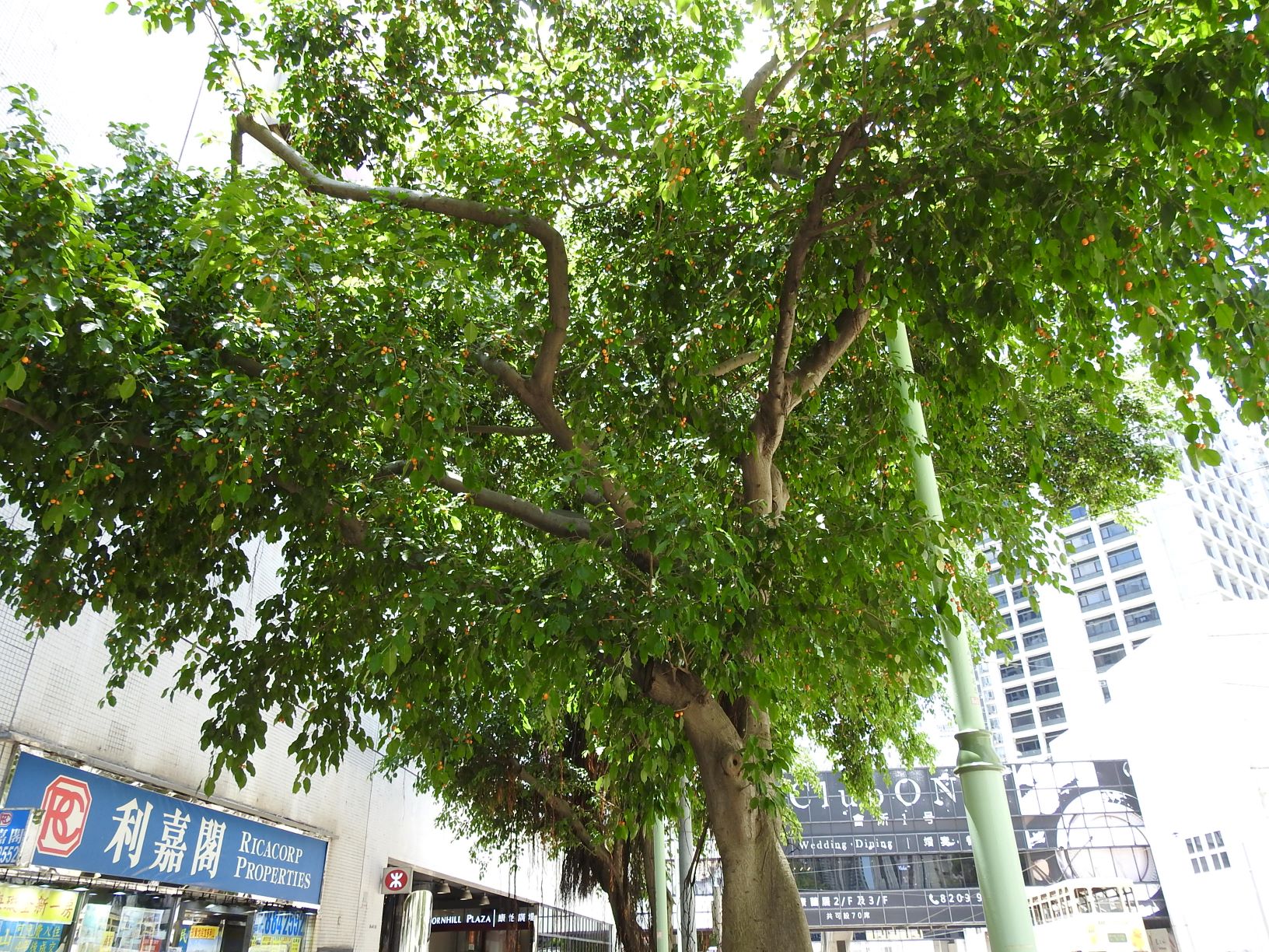 城市賞榕樹:看細葉榕特徵,並認識大葉榕、高山榕、青果榕 - Greenpeace 綠色和平 | 香港