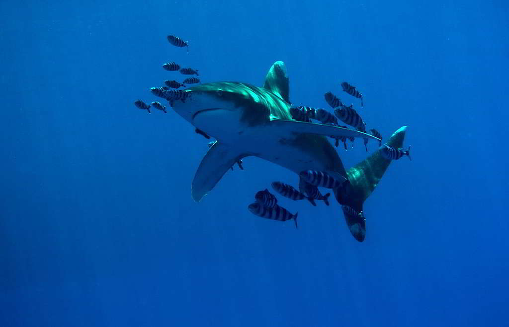 身為獵捕高手的鯊魚,有效維持海洋物種之間的數量平衡。 © Axel Heimken / Greenpeace