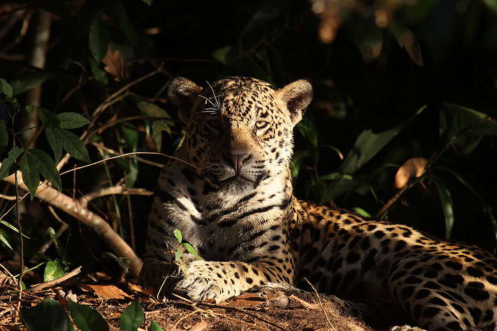 美洲豹是動物界狩獵高手，卻敵不過人類開墾森林的威脅。 © Pablo Petracci
