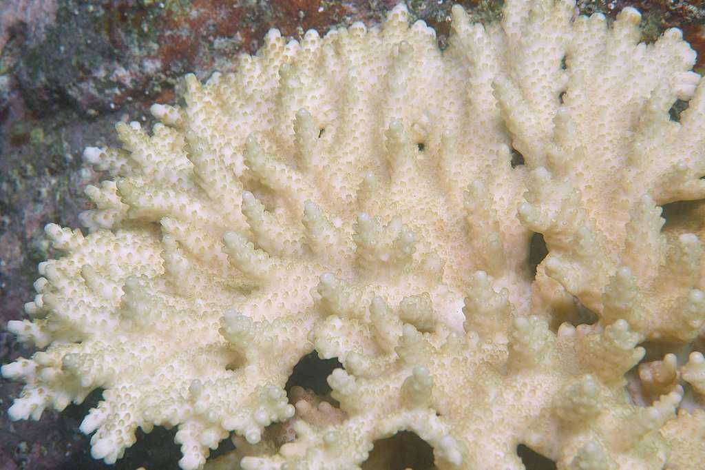 今年香港有發現小型的珊瑚白化情況，情況有幸未如台灣嚴峻，但未來的威脅不容忽視。©Gomen See