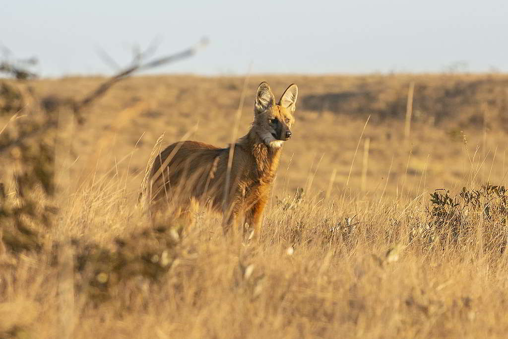 稀樹草原看似一片蠻荒,卻有鬃狼(maned wolf)等物種馳騁其中。 © Andre Dib
