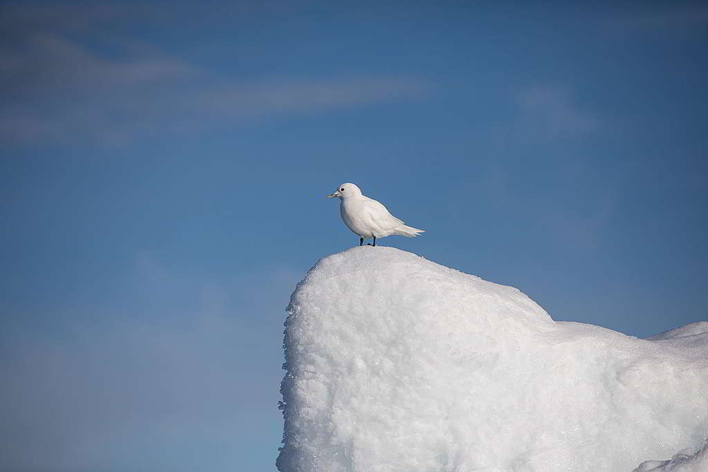 Mya-Rose因喜愛觀鳥而有Birdgirl之稱，這趟旅程當然不少得欣賞白鷗（ivory gull）風采。 © Daniella Zalcman / Greenpeace