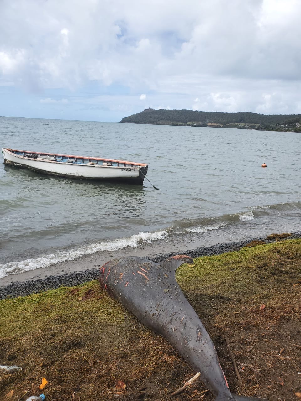 有義工上月底於毛里求斯海岸發現海豚屍體。 © Eshan Juman