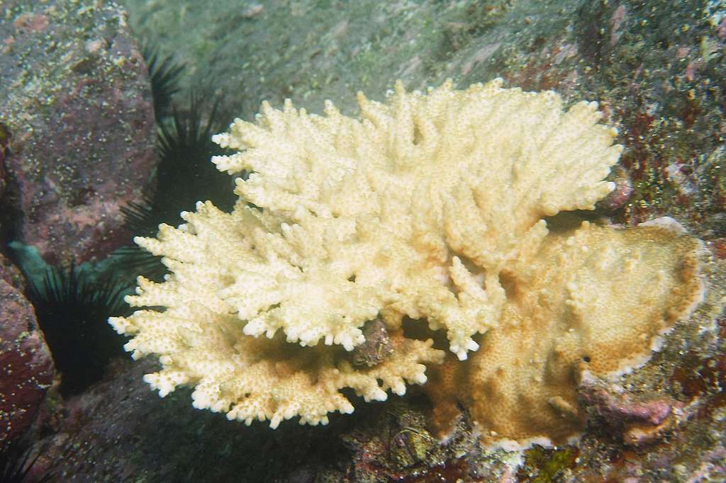 2020年9月潛水員在香港水域觀察到正在白化的鹿角珊瑚。©Gomen See