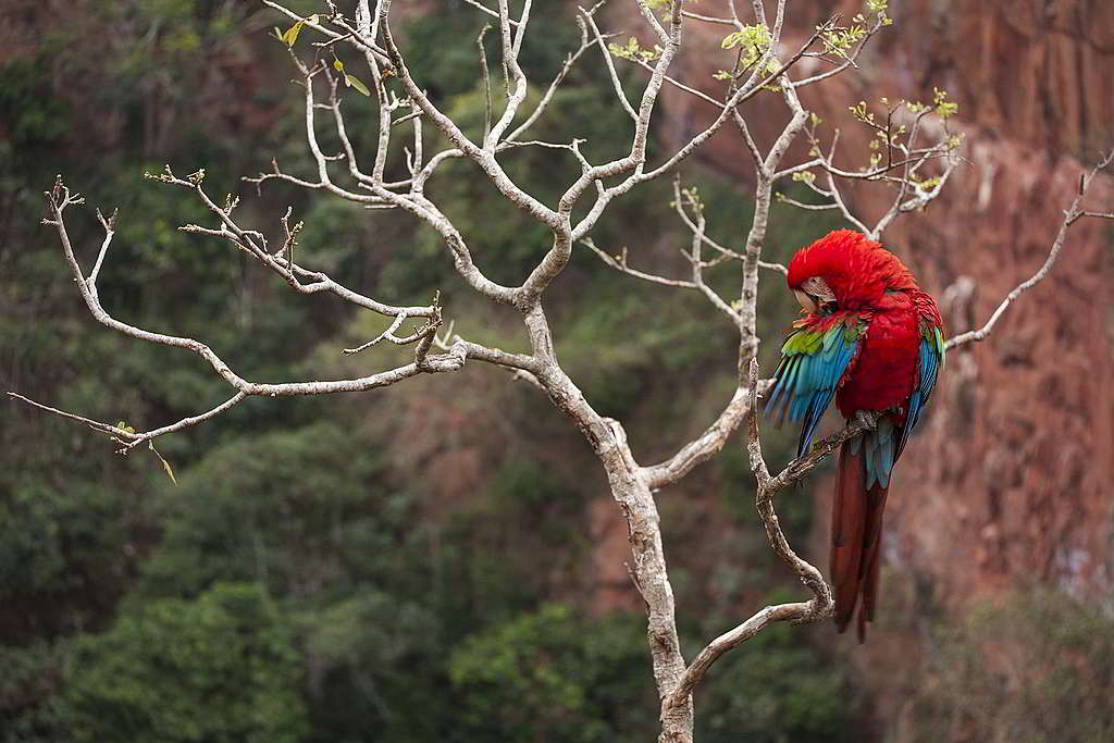 綠翅金剛鸚鵡(red-and-green macaw),可能是不少人眼中最「面善」的鸚鵡。 © Roberto Isotti / A.Cambone / Homo ambiens / Greenpeace
