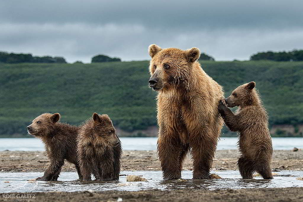 熊出沒注意!棕熊(brown bear)是堪察加半島著名物種之一。 © Roie Galitz
