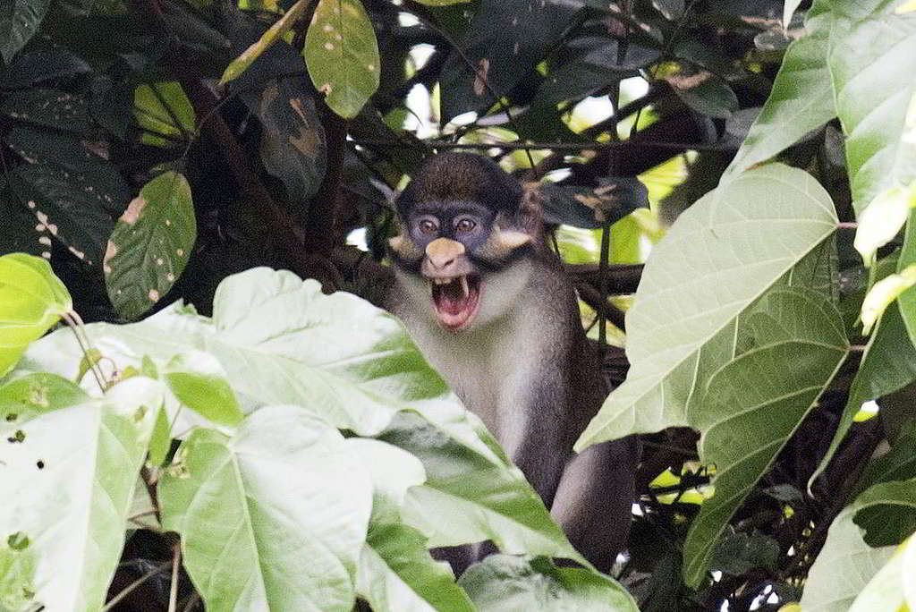 剛果盆地雨林沼澤地,也是紅尾猴(Red-tailed Monkey)的重要棲息地。© Daniel Beltrá / Greenpeace
