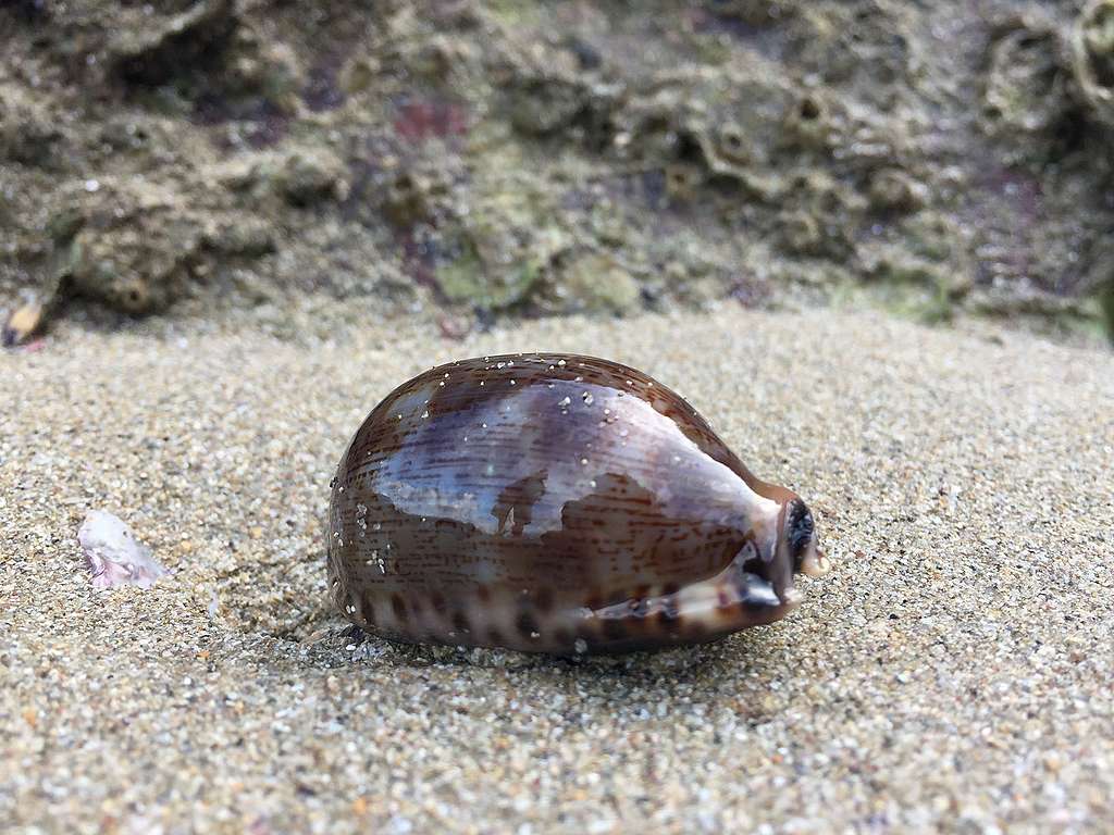 美麗的貝殼。© Island hopper