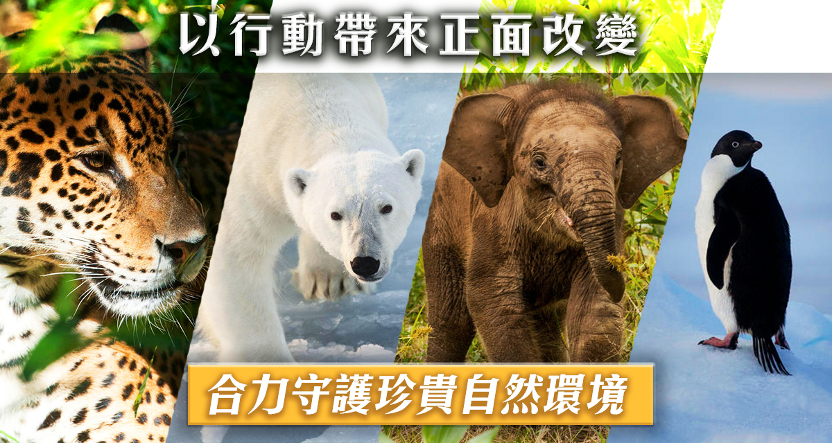 6個生態保育成功故事環境運動希望常在 Greenpeace 綠色和平 香港 6個生態保育成功故事環境運動希望常在 Greenpeace 綠色和平 香港