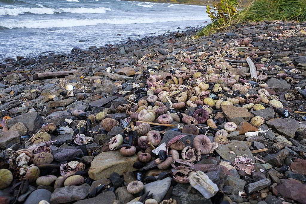海灘現場滿佈海膽、海星屍體，有研究更指出當地多達95%海洋生物死亡。