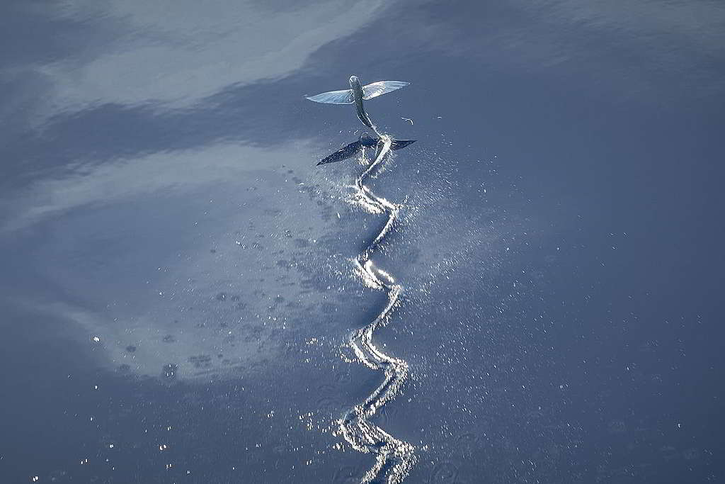 印度洋的飛魚（Flying Fish）張開胸鰭滑翔水上，留下一刻波紋。 © Will Rose / Greenpeace