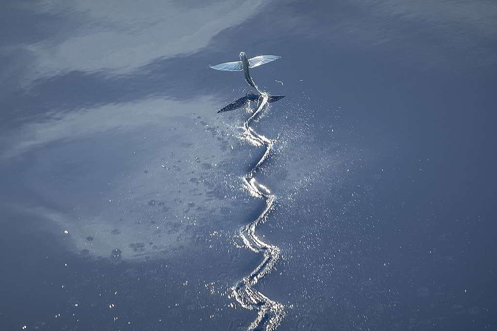 印度洋的飛魚(Flying Fish)張開胸鰭滑翔水上,留下一刻波紋。 © Will Rose / Greenpeace