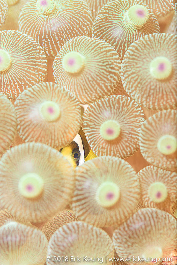 114˚E珊瑚魚普查計劃資料庫的專業攝影圖片：小丑魚。（Credit: Eric Keung）