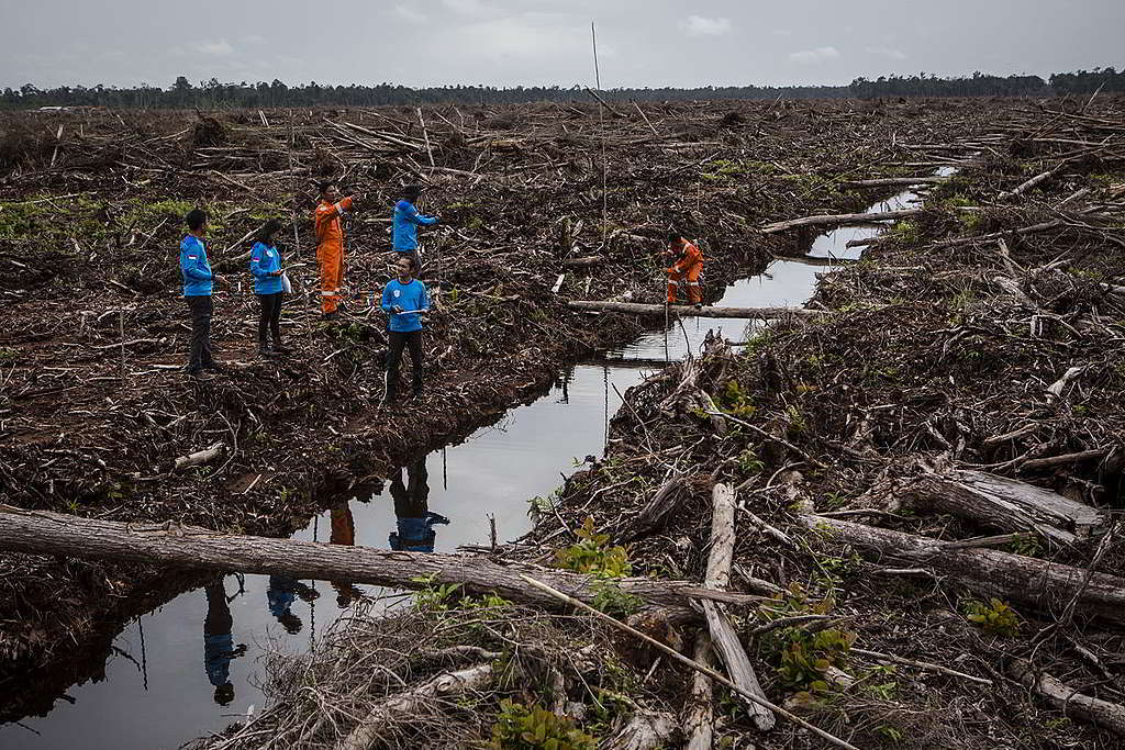 綠色和平雨林防火隊除了撲滅火頭，亦會趕赴被清空的泥炭地記錄及蒐集毀林數據。 © Ulet Ifansasti / Greenpeace