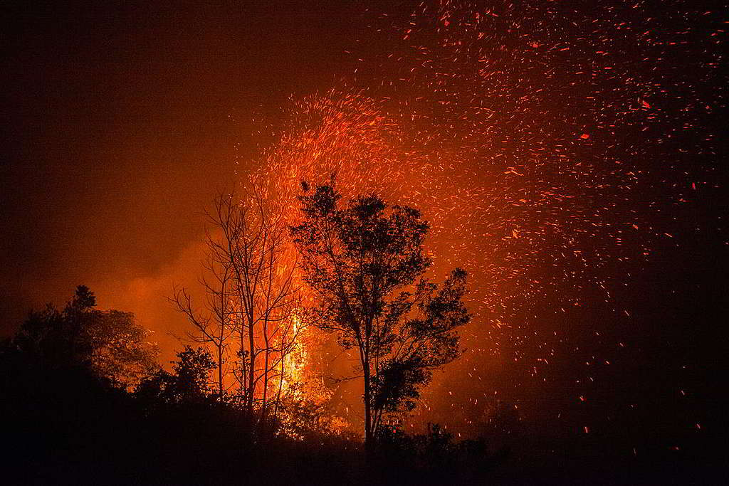 印尼大火2015年震撼整個東南亞地區，當局卻未有汲取教訓，去年再次釀成嚴重破壞。 © Jurnasyanto Sukarno / Greenpeace