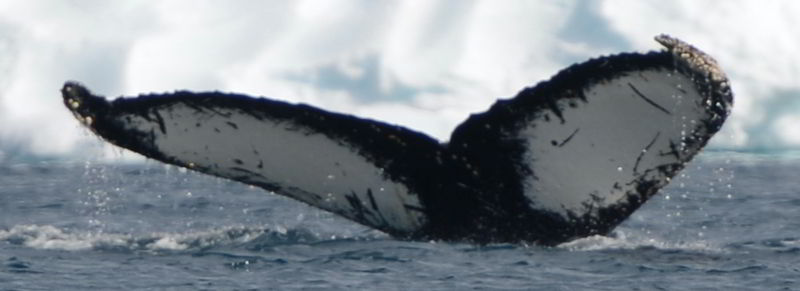 Kirsten今年1月在南極天堂灣（Paradise Harbour）發現座頭鯨Mir，並透過獨一無二的尾鰭確認牠的身份。