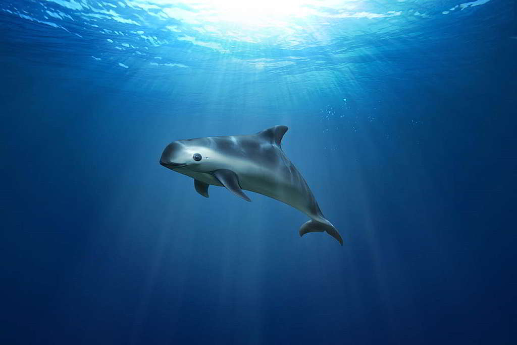 加灣鼠海豚的模擬圖像；據估計全球現只剩下最多19條加灣鼠海豚。 © Greenpeace / Marcelo Otero