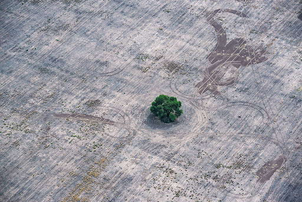 這棵樹木淪為「釘子戶」,彷彿顯現了大查科森林的縮影。 © Martin Katz / Greenpeace