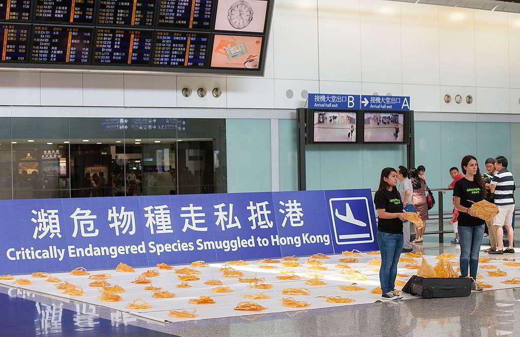 綠色和平2015年在機場接機大堂展示87件極瀕危石首魚花膠仿製品，促請當局堵截走私漏洞。© Alex Hofford / Greenpeace