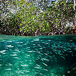 印尼於科莫多國家公園（Komodo National Park）的紅樹林，擁有豐富的自然生態。© Paul Hilton / Greenpeace