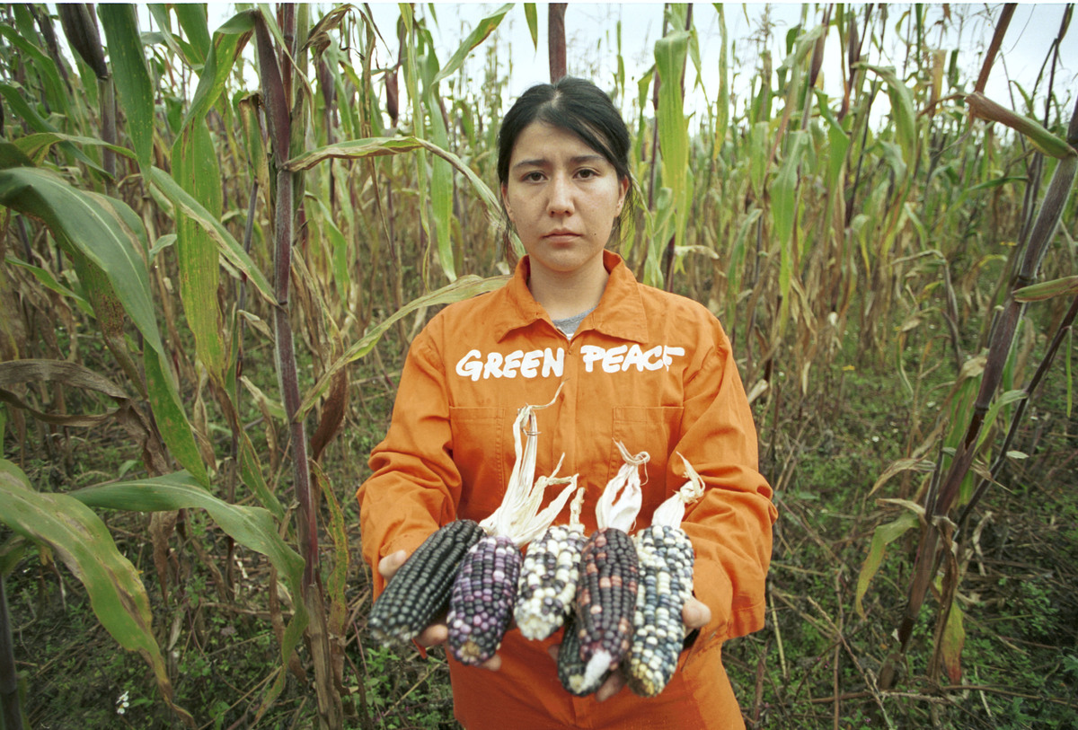 墨西哥種植的粟米，基本可自給自足，不需倚賴進口基因改造粟米。更重要是種植基因改造粟米，會污染原生品種，且會助長農民使用危險農藥，危害公共健康，損害生物多樣性。© Greenpeace / Tomas Bravo Garcia