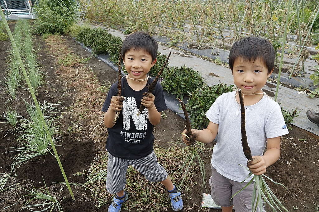 東京一個農場收割有機農作物的小童。© Kengo Yoda / Greenpeace