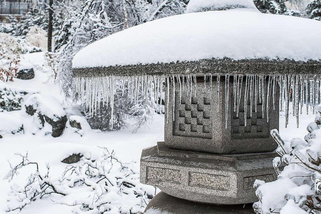 日本今年1月經歷暴風雪侵襲,庭園猶如披上雪衣。 © Shutterstock