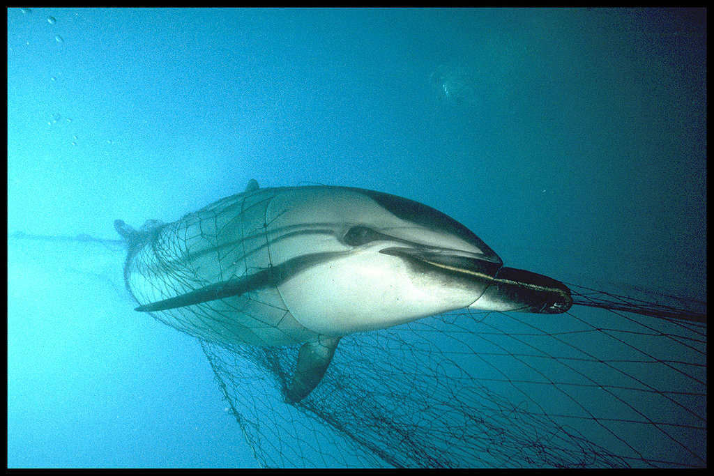 一條條紋原海豚(Striped Dolphin)在北大西洋中被魚網困住。 © Greenpeace / Peter Rowlands