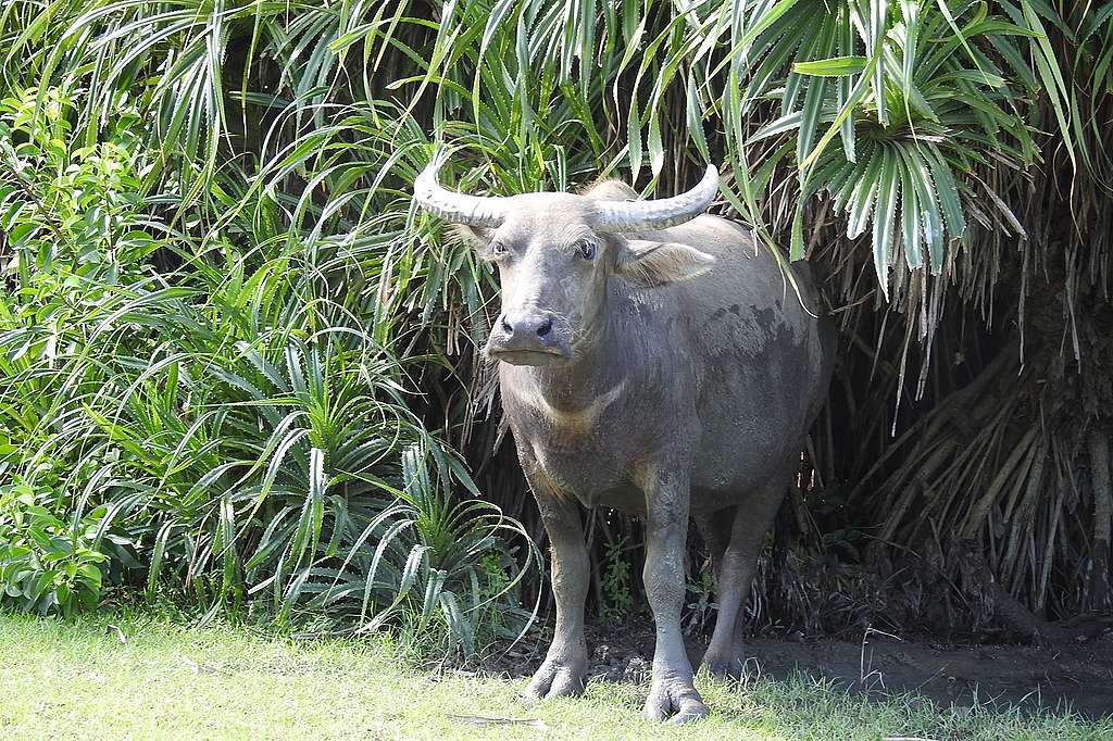 大嶼山貝澳的水牛 © helen yip