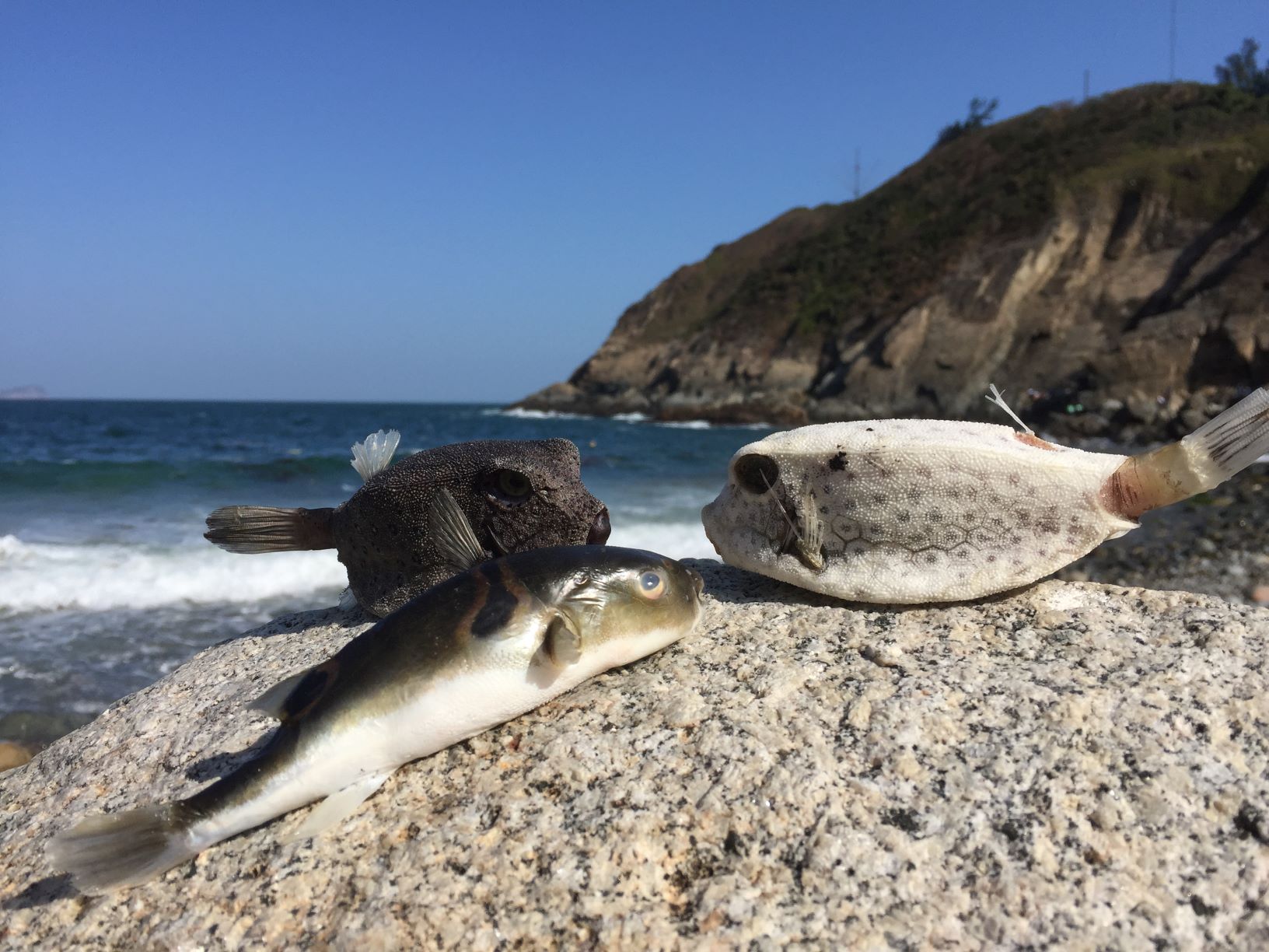 特別的魚 © Island hopper