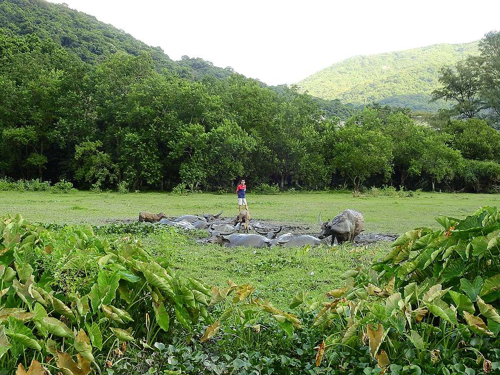 貝澳居民正悠然觀賞貝澳水牛，最美的山水，就是天地人和諧相處。© helen yip