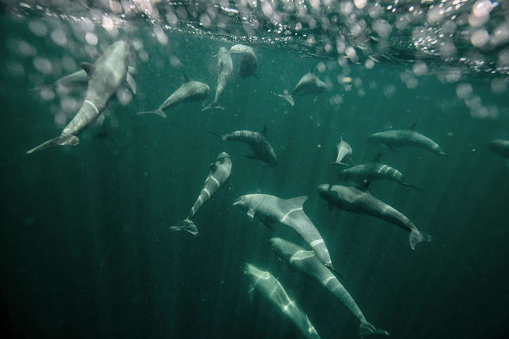 聯群結隊、彼此守望,就是海豚凝聚力量的智慧結晶! © Pierre Baelen / Greenpeace