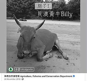 漁護署臉書帖文截圖，摘自貝澳牛傳奇 - 'Billy' - The Pui O legendary cow!專頁