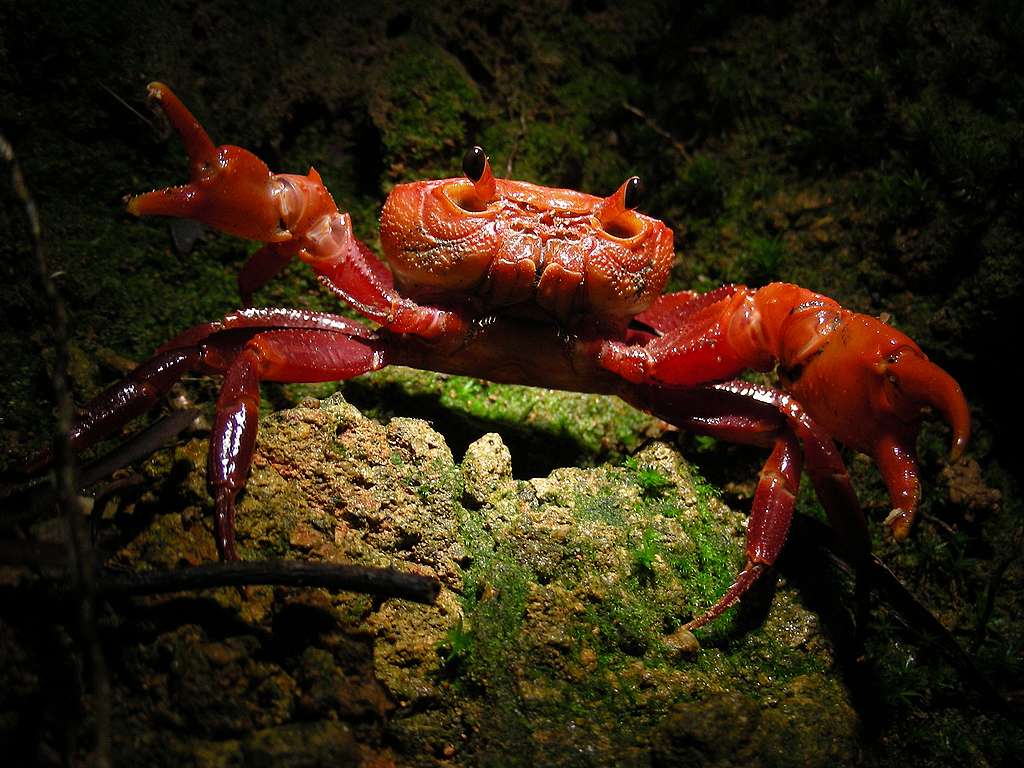 香港南海溪蟹 © 馬屎