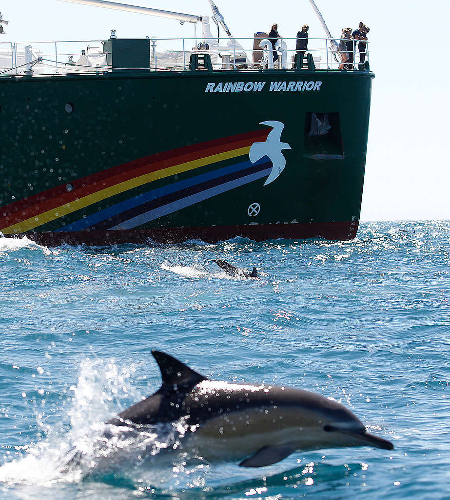 彩虹勇士號與曼妙海豚,在守護海洋路上並肩前行。 © Nigel Marple / Greenpeace