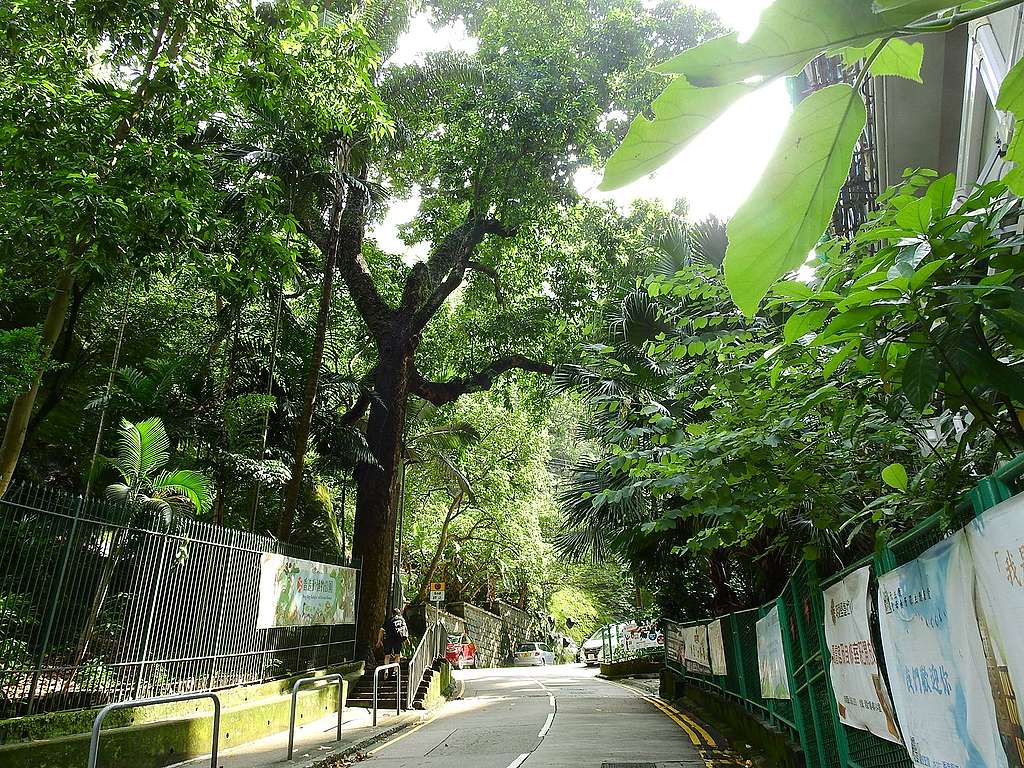 公園己連拿利的入口的白蘭,我心目中的神木,香港的古樹名木。© helen yip