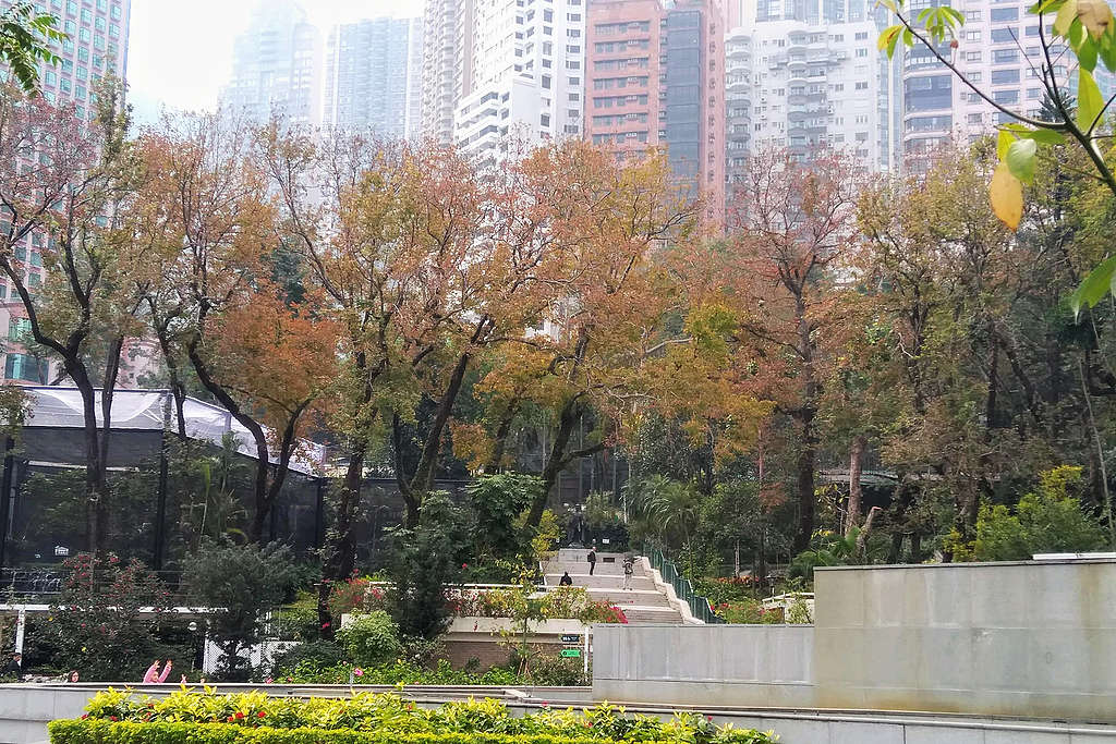 每年秋冬季,這條楓香廊道就是我在兵頭花園朝拜紅葉的廊道。© helen yip