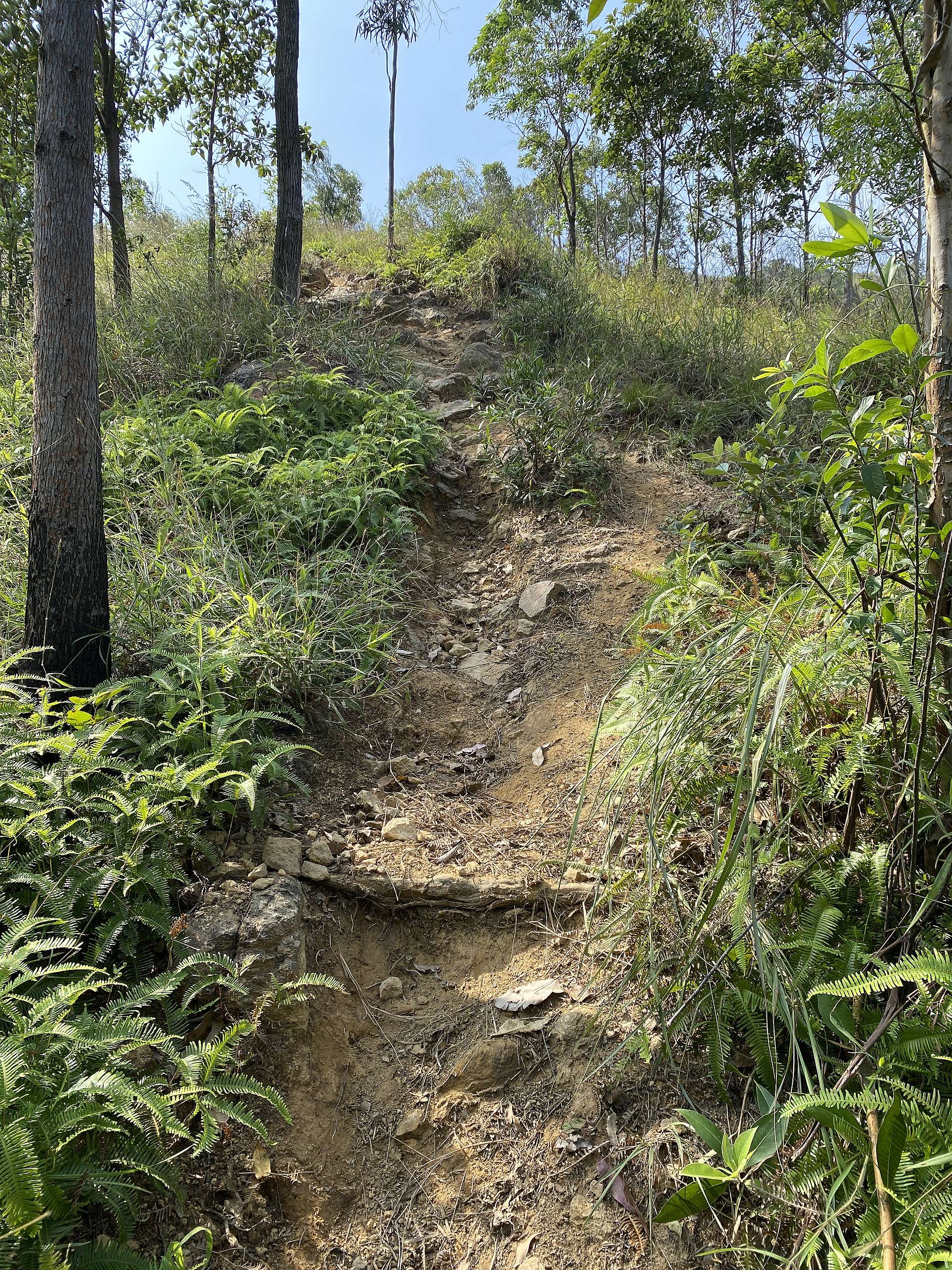 從這邊登山幾乎是一直上坡至山頂，其中一部份斜度約30度，注意如雨後路可能會變成濕滑的泥濘。© 香港山女