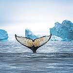 美麗的鯨魚尾巴照片，原來也可為科學研究出一分力。© Eric Wong / Greenpeace