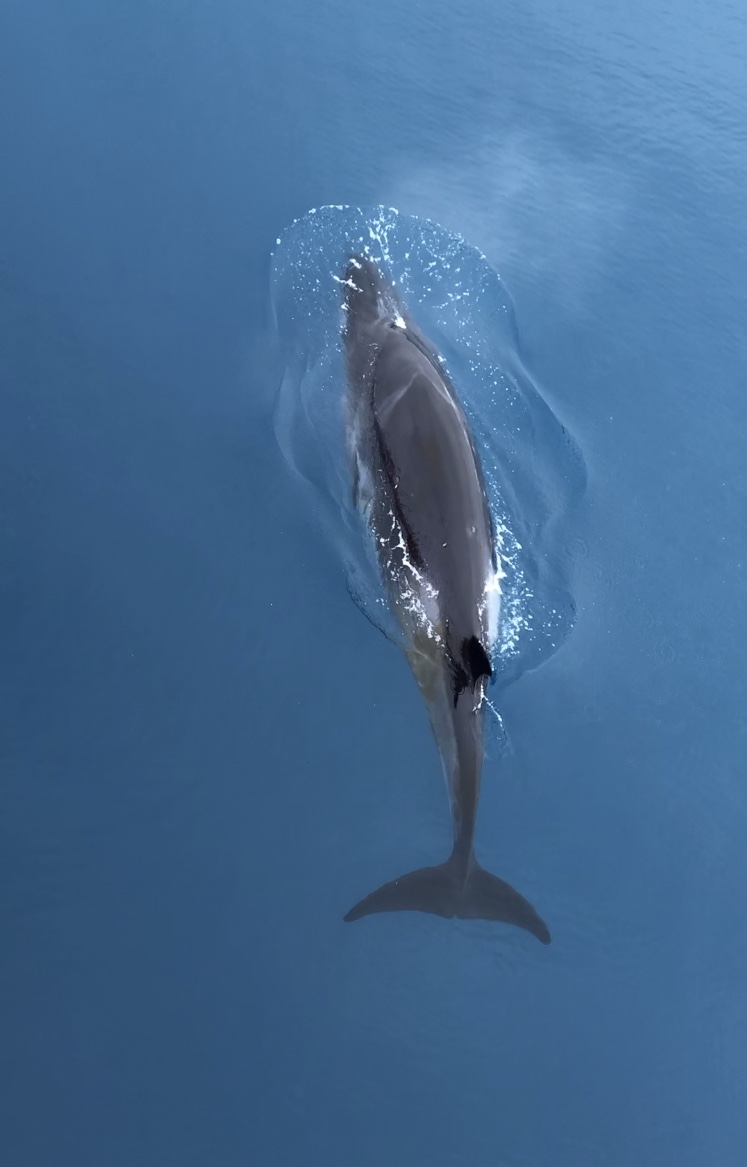 除了座頭鯨外，小鬚鯨也經常出現在南極海域。© Eric Wong / Greenpeace