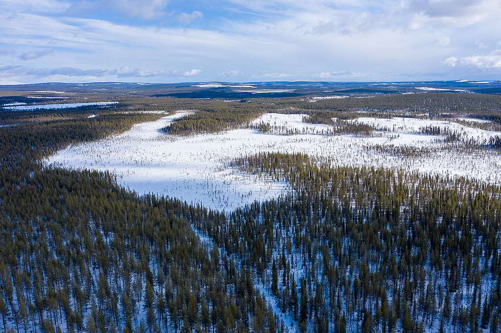 茂密森林挖空了一片雪地，生態系統被分割至支離破碎。 © Rasmus Törnqvist / Greenpeace