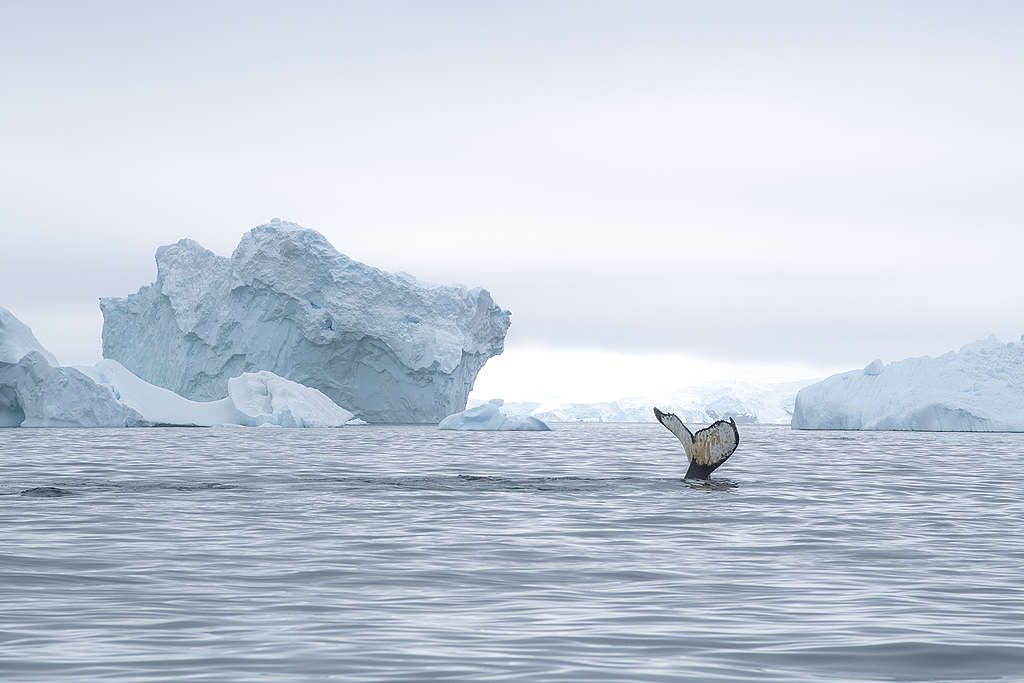 每隻鯨魚的尾巴，擁有獨特的紋理，就像人類的指紋。© Eric Wong / Greenpeace