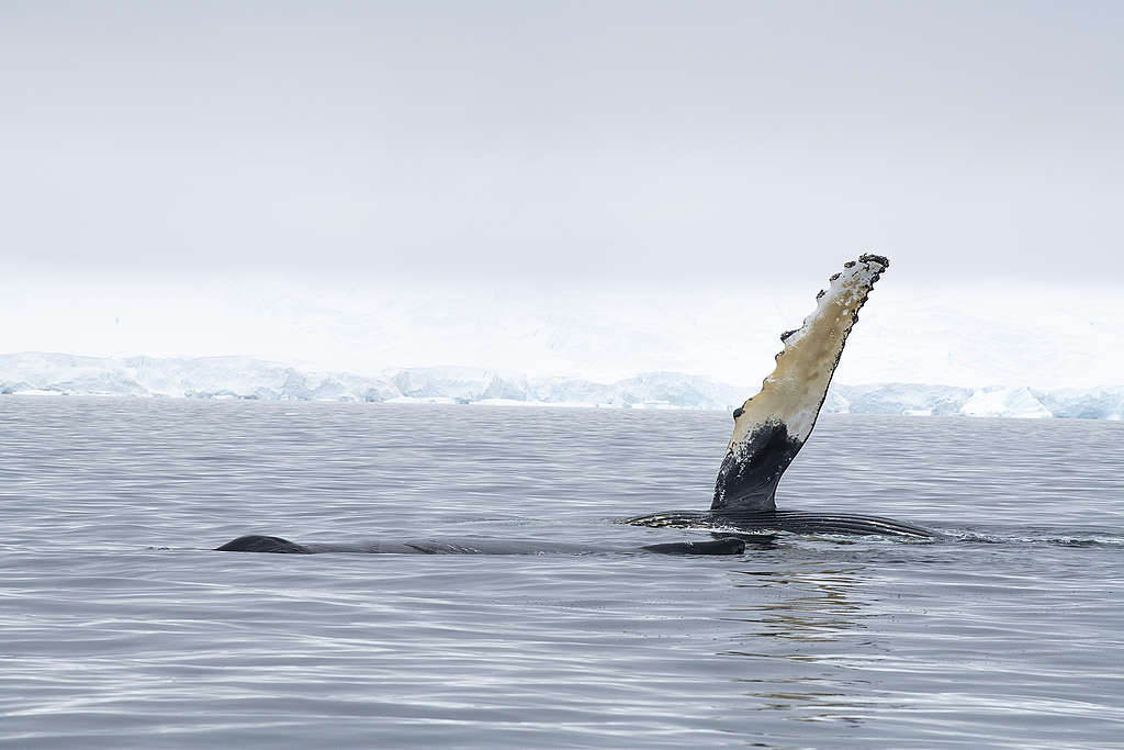 在南極海域向我們揮手的座頭鯨。© Eric Wong / Greenpeace